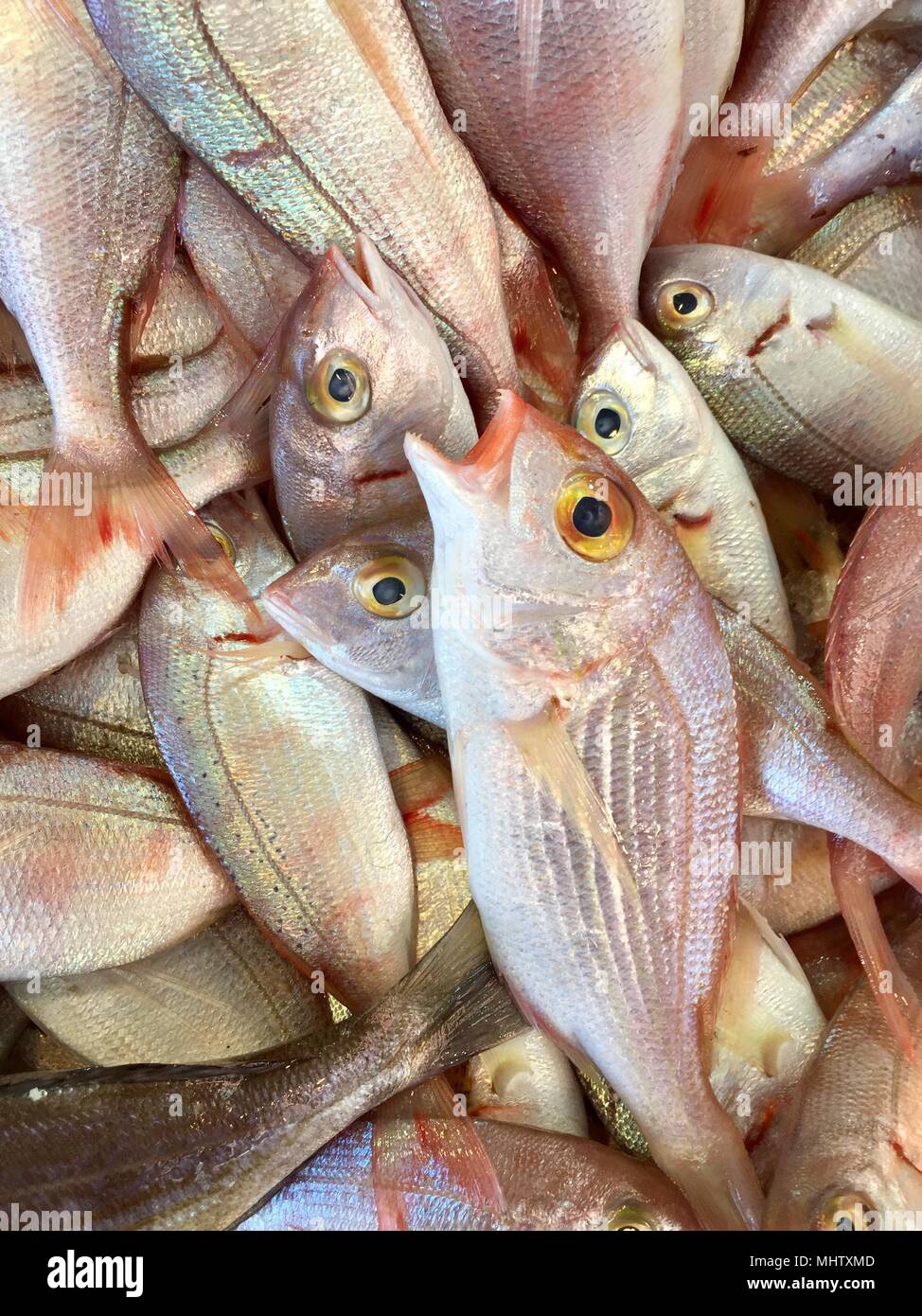 Raw mackerel fish on display for sale. pelagic fish Stock Photo Alamy