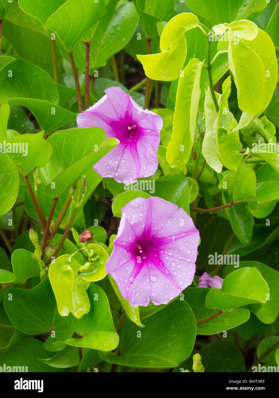 Green leaves pink flowers hi-res stock photography and images - Alamy