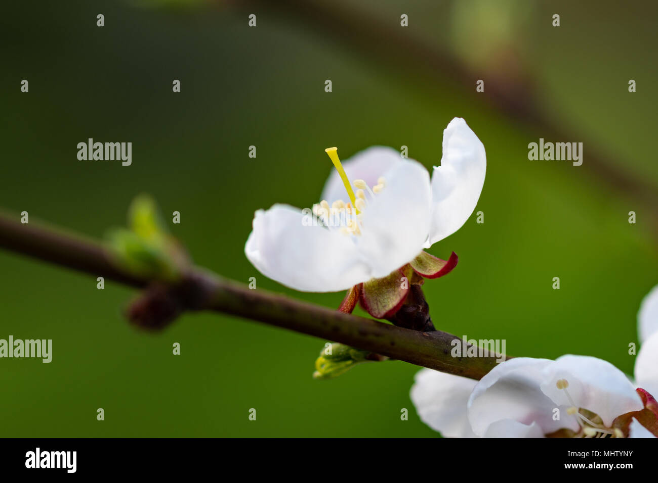 Beautiful Japanese cherry blossom - sakura flower on a tree. White flower, green background. Spring season Stock Photo