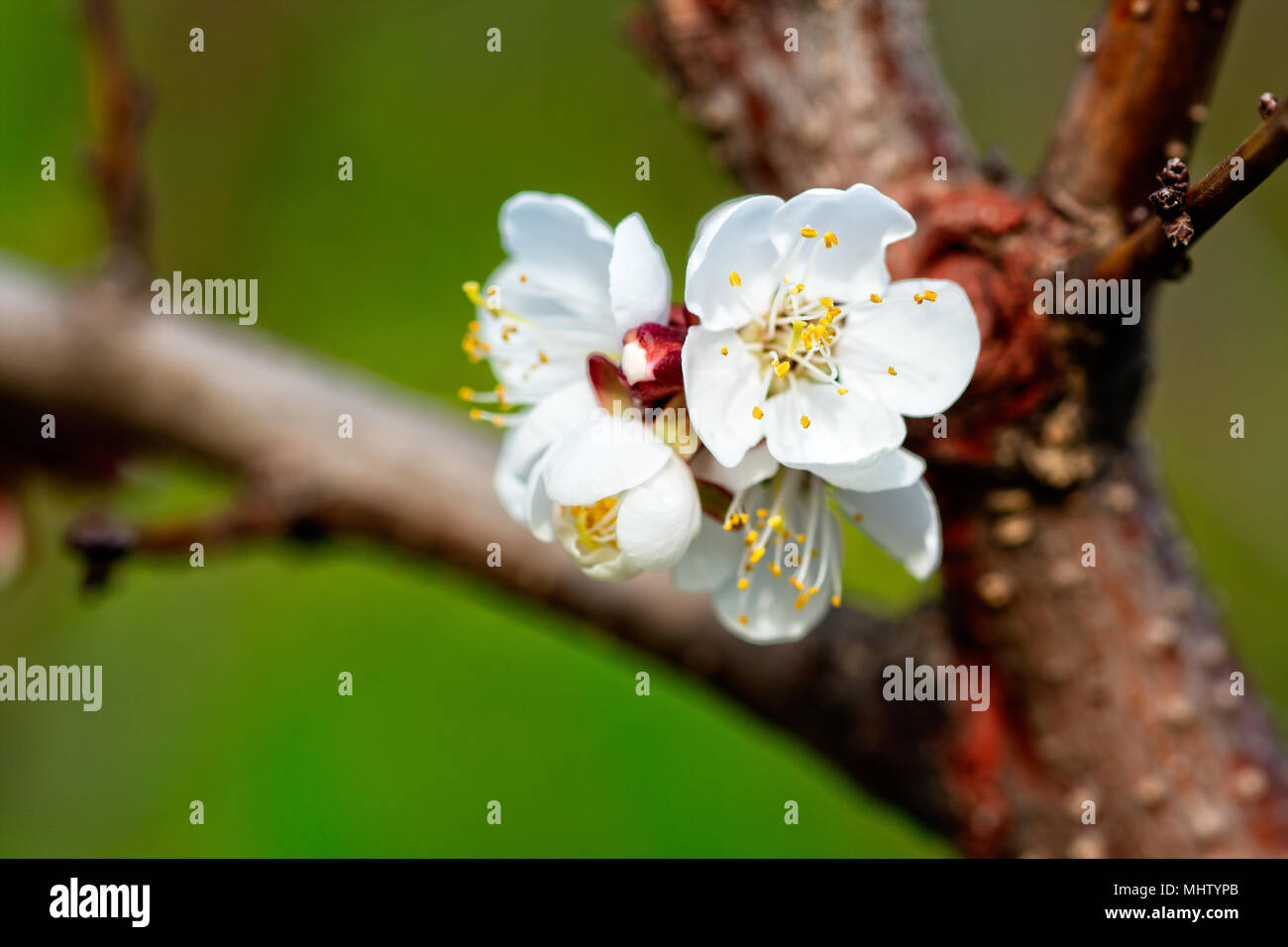 Beautiful Japanese cherry blossom - sakura flower on a tree. White flower, green background. Spring season Stock Photo