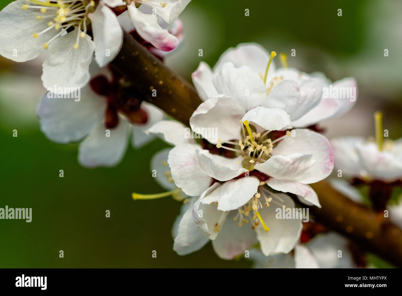 Beautiful Japanese cherry blossom - sakura flower on a tree. White flower, green background. Spring season Stock Photo