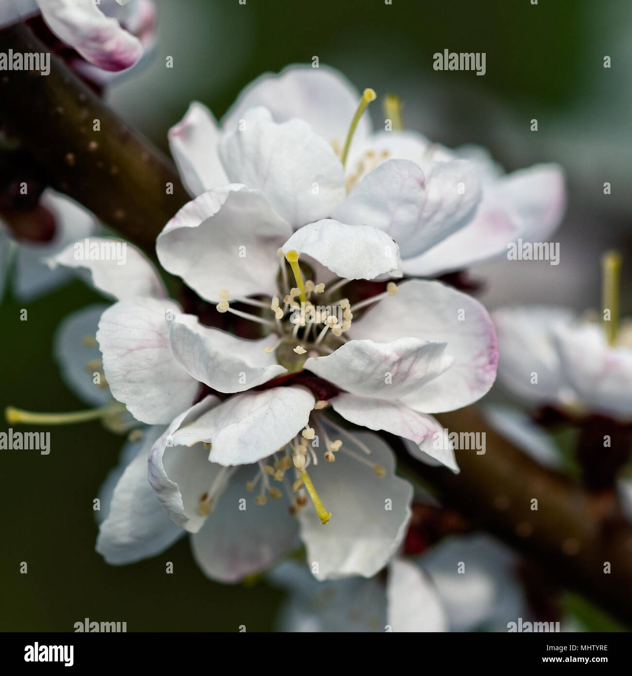 Beautiful Japanese cherry blossom - sakura flower on a tree. White flower, grey background. Spring season Stock Photo
