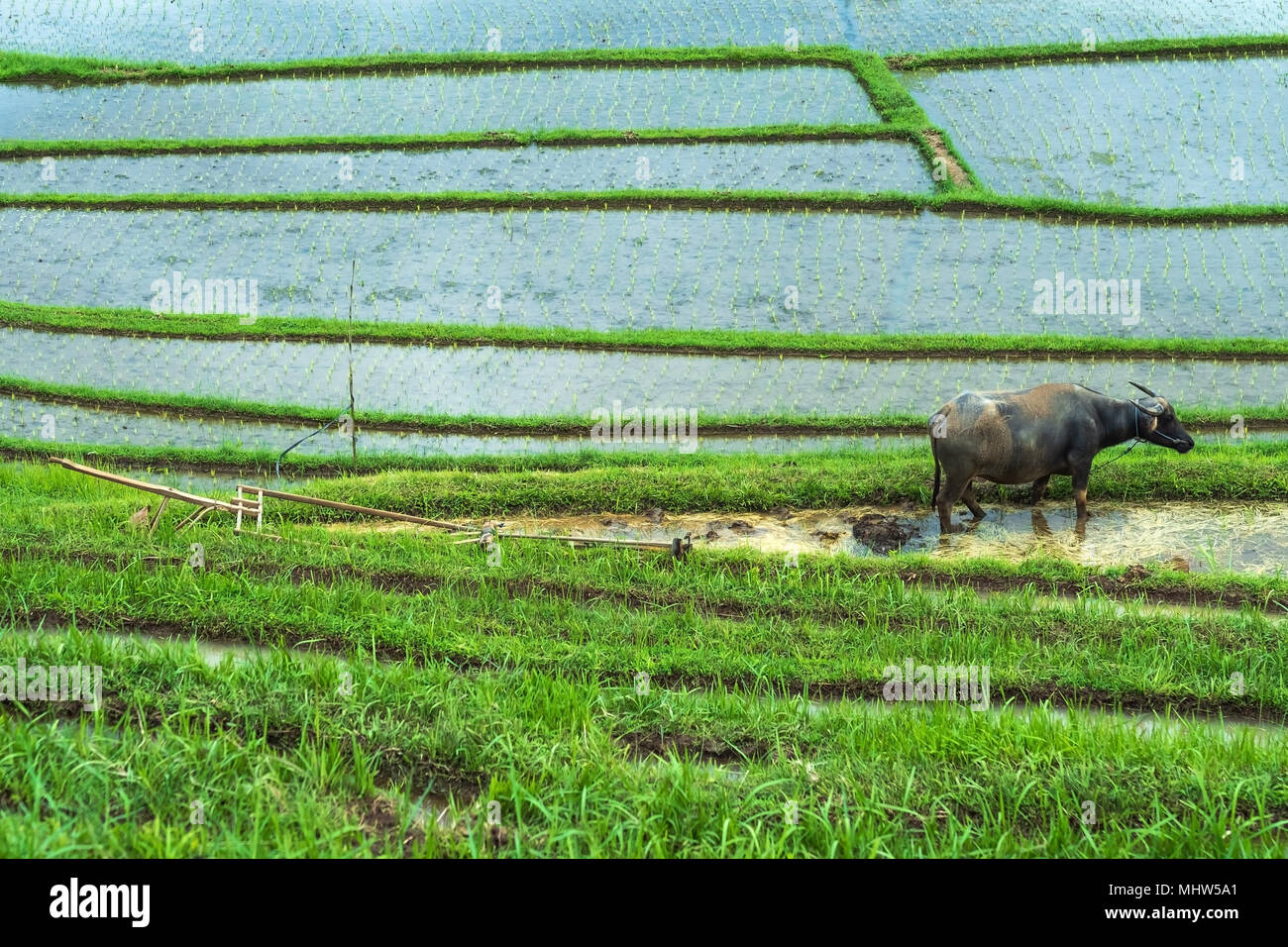 Black buffalo resting after work on rice plantation. Ecological harvesting in Bali Stock Photo