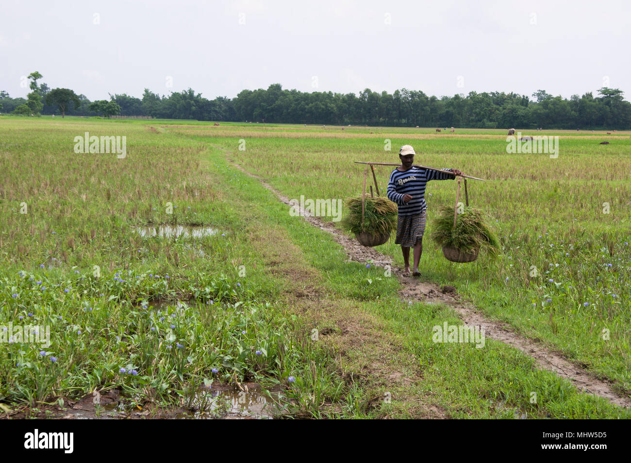 Village nature bangladesh hi-res stock photography and images - Alamy