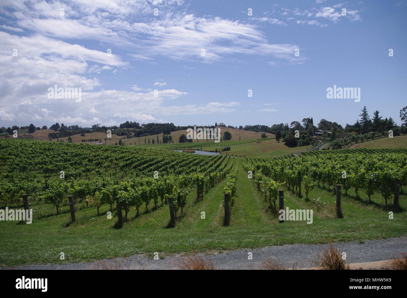 New Zealand south island vineyard landscape Stock Photo Alamy