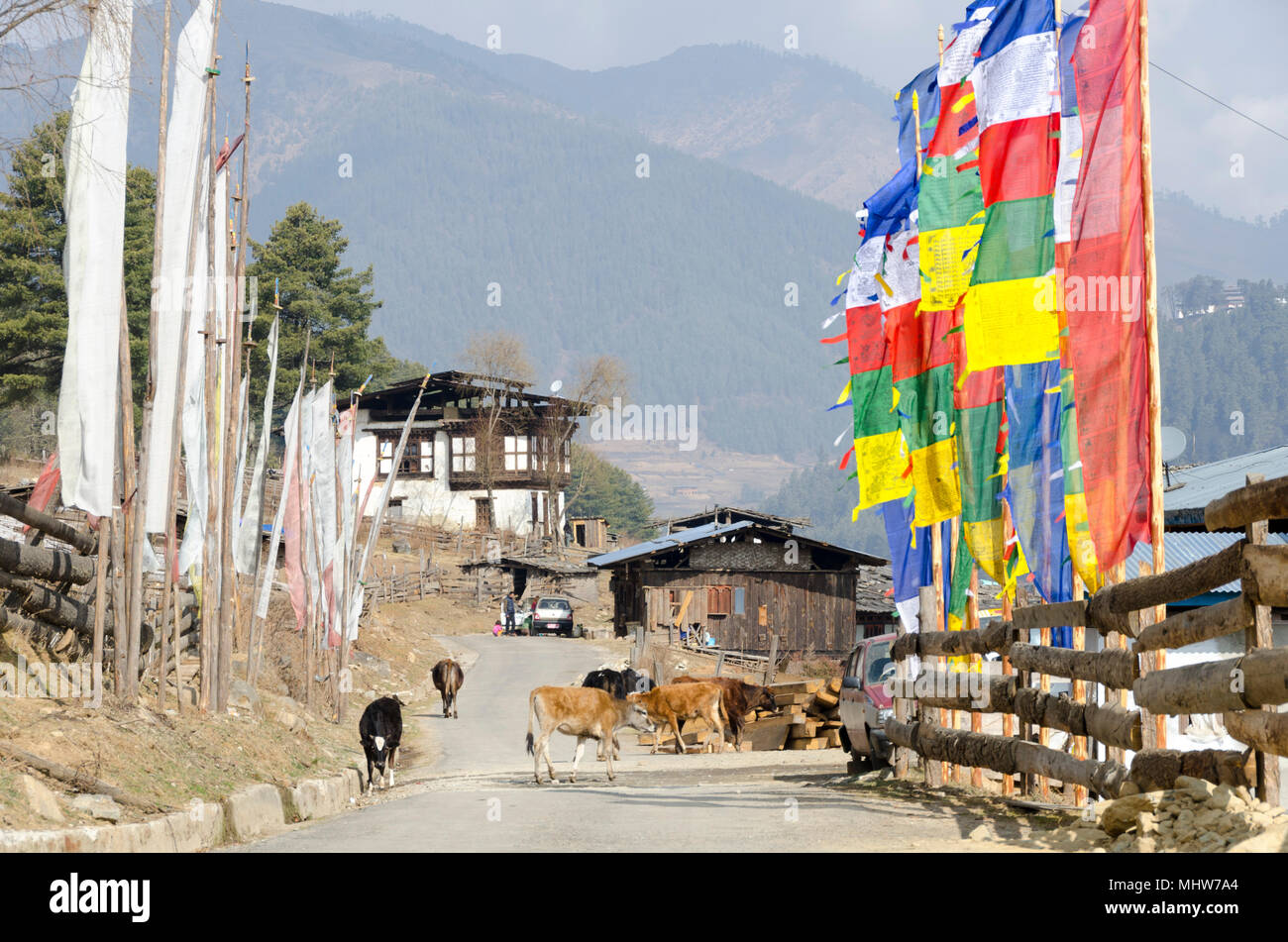 Cattle and prayer flags on road through village, Phobjikha Valley, Wangdue Phodrang, Bhutan Stock Photo