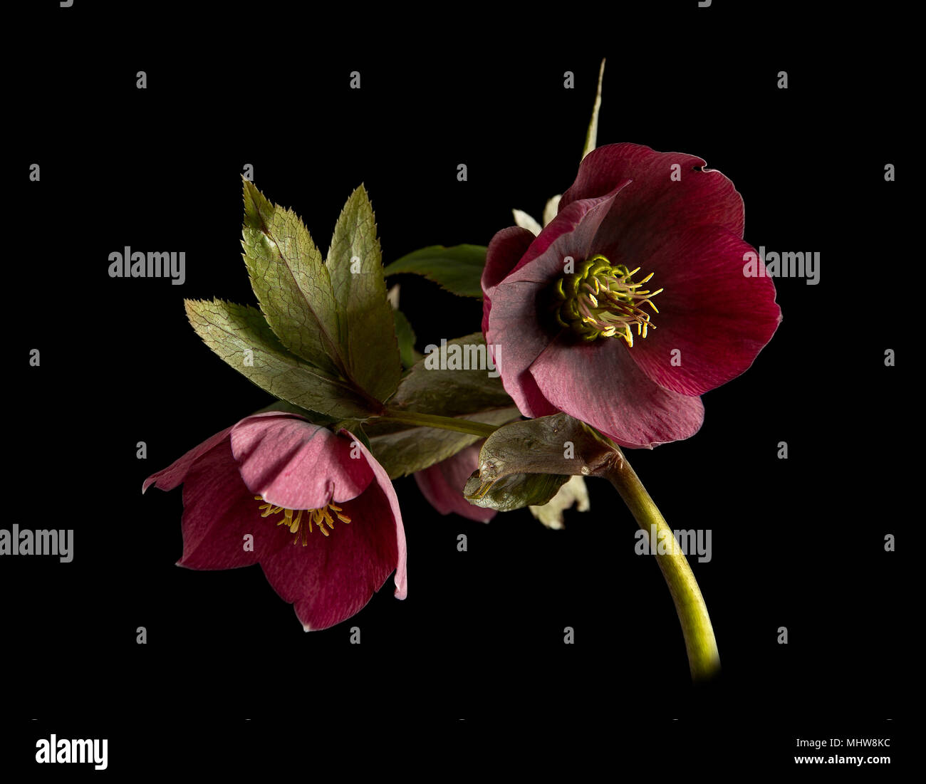 Lenten Rose against a black background. Stock Photo