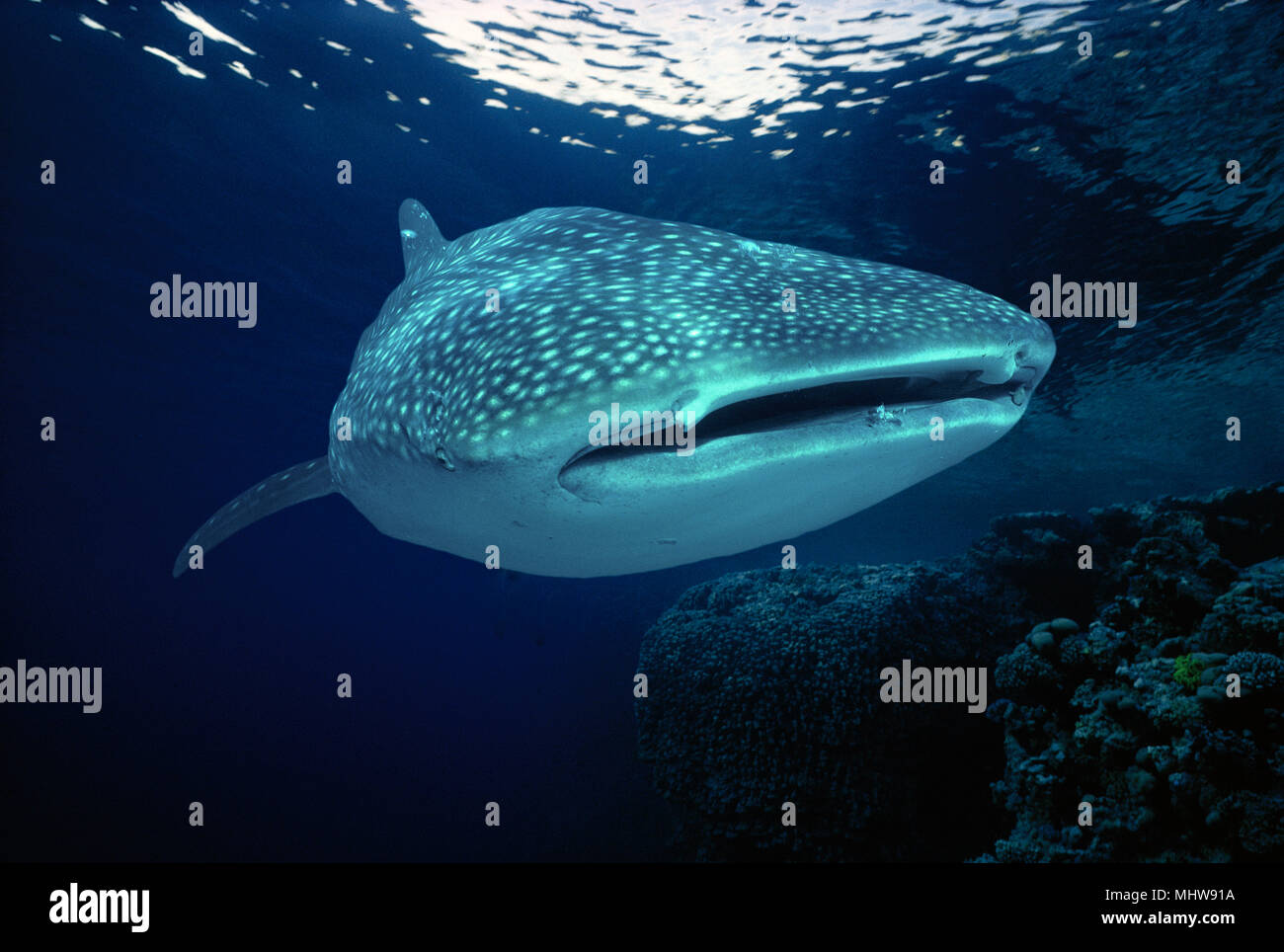 Whale Shark (Rhincodon typus) feeding on plankton, Cocos Island, Costa Rica - Pacific Ocean. Image digitally altered to remove distracting or to add m Stock Photo