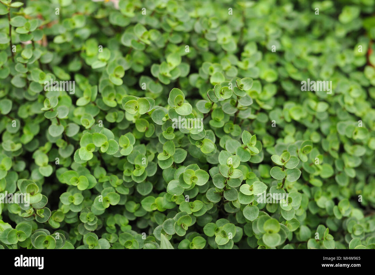 Ground covering plant hi-res stock photography and images - Alamy