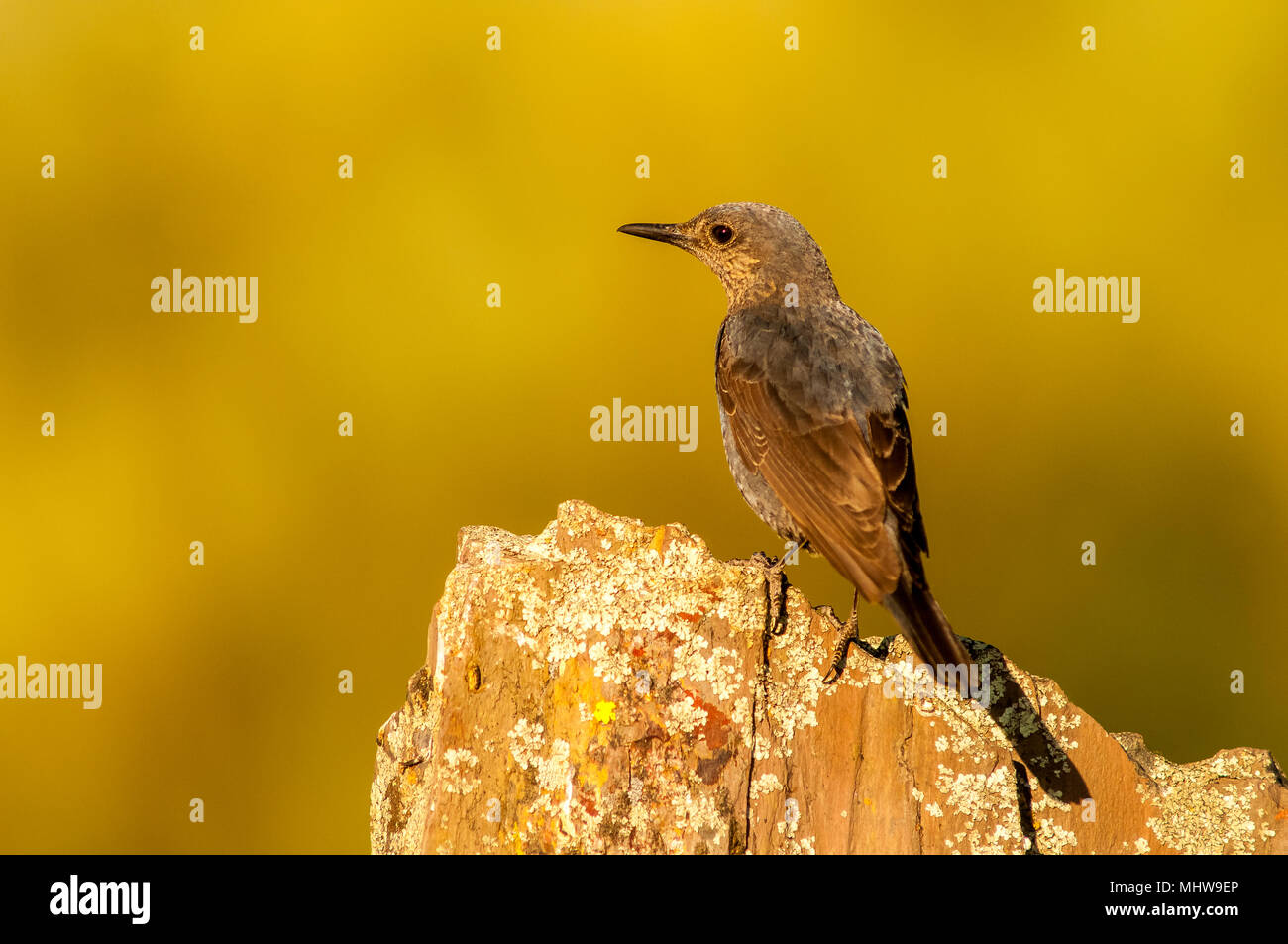 blue-rock-thrush-monticola-solitarius-female-perched-stock-photo-alamy