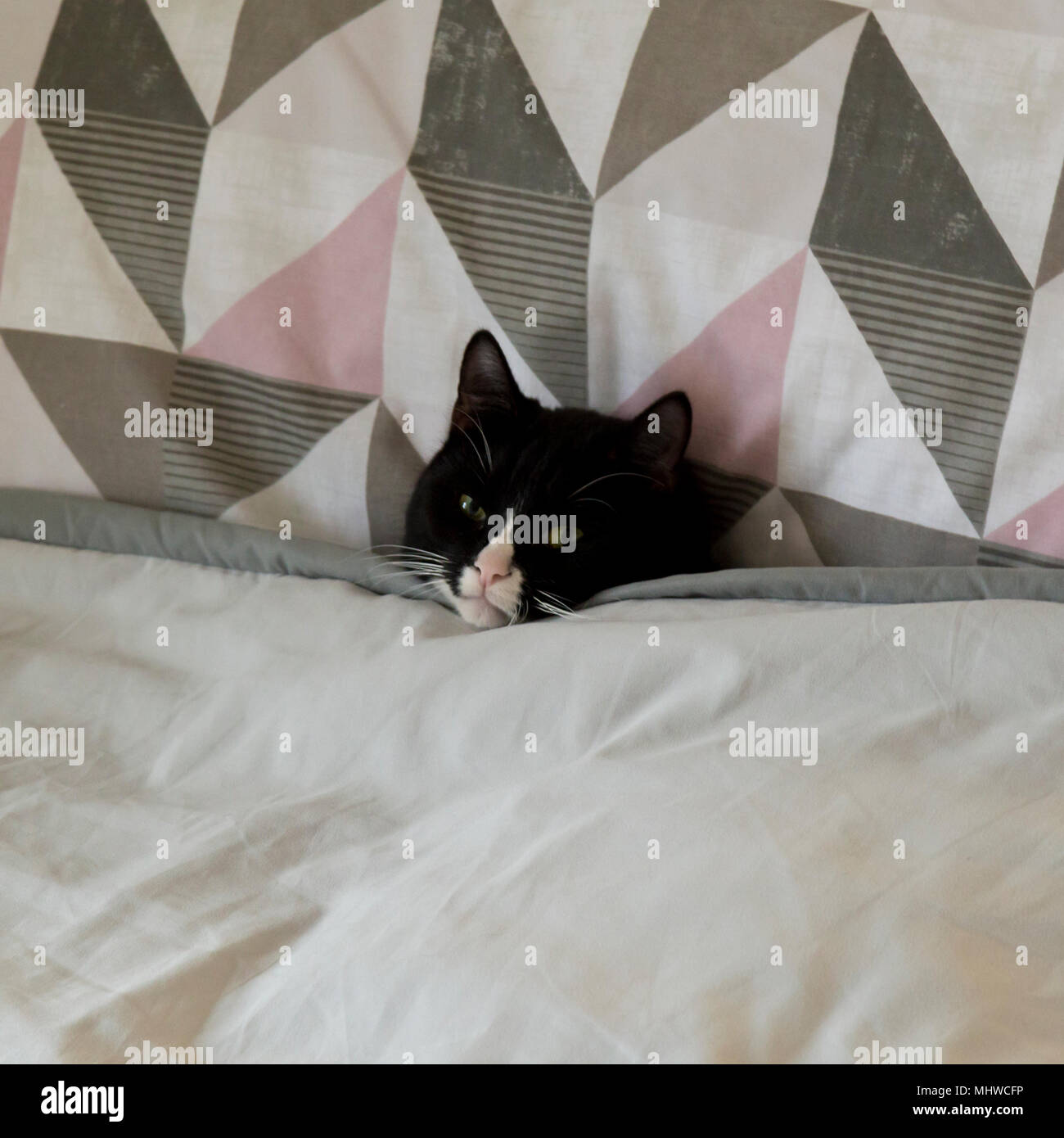 Cat tucked underneath a duvet Stock Photo Alamy