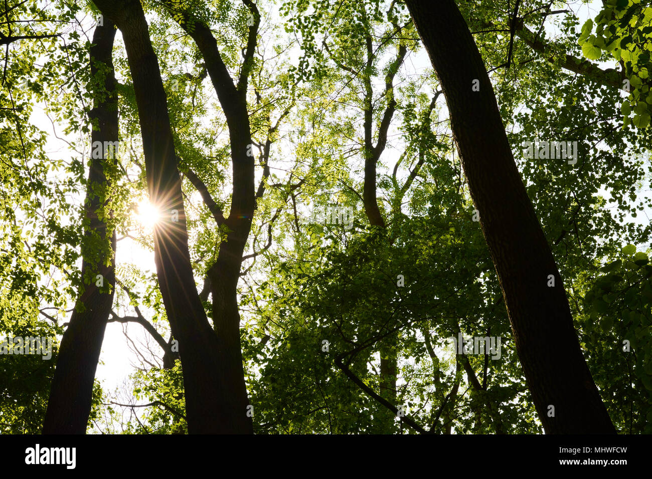 Sun light shine on leaves hi-res stock photography and images - Alamy