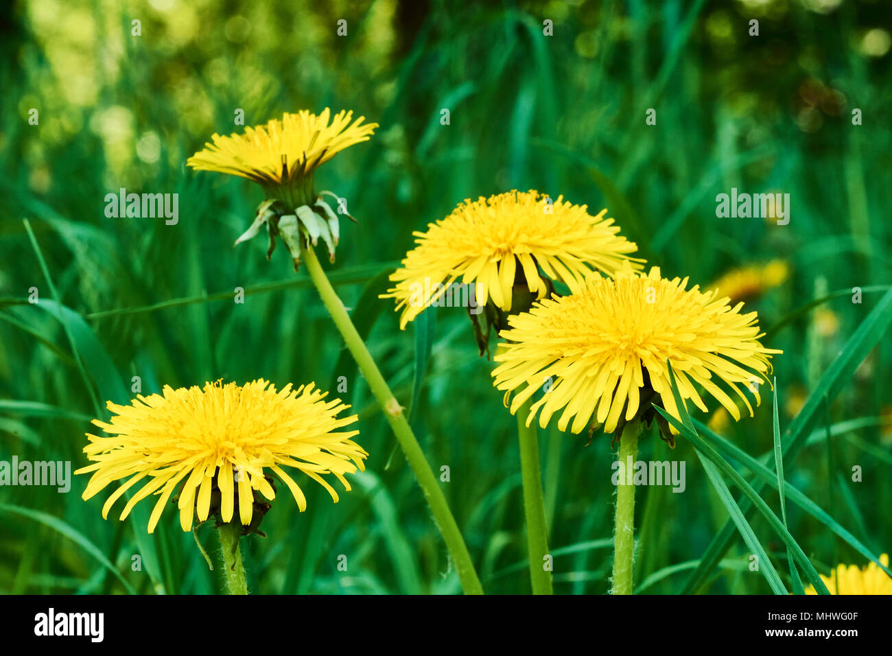 Green grass lawn wild flowers hi-res stock photography and images - Alamy