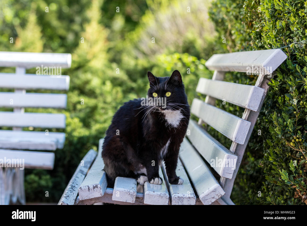 Cut Beautiful Black and White cat looking at the camera on the Street ...