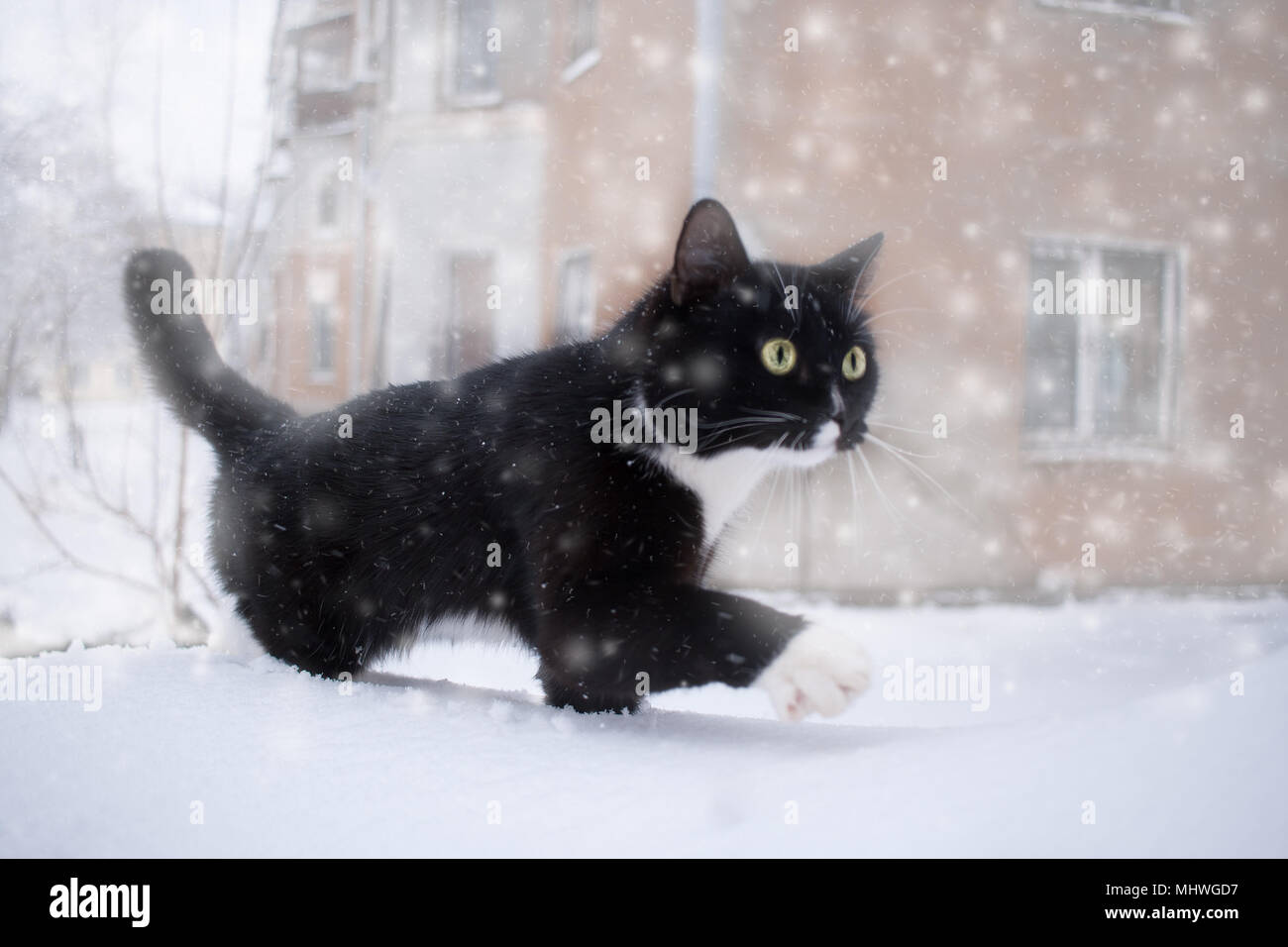 Black and white cat walking in snow during snowfall Stock Photo Alamy