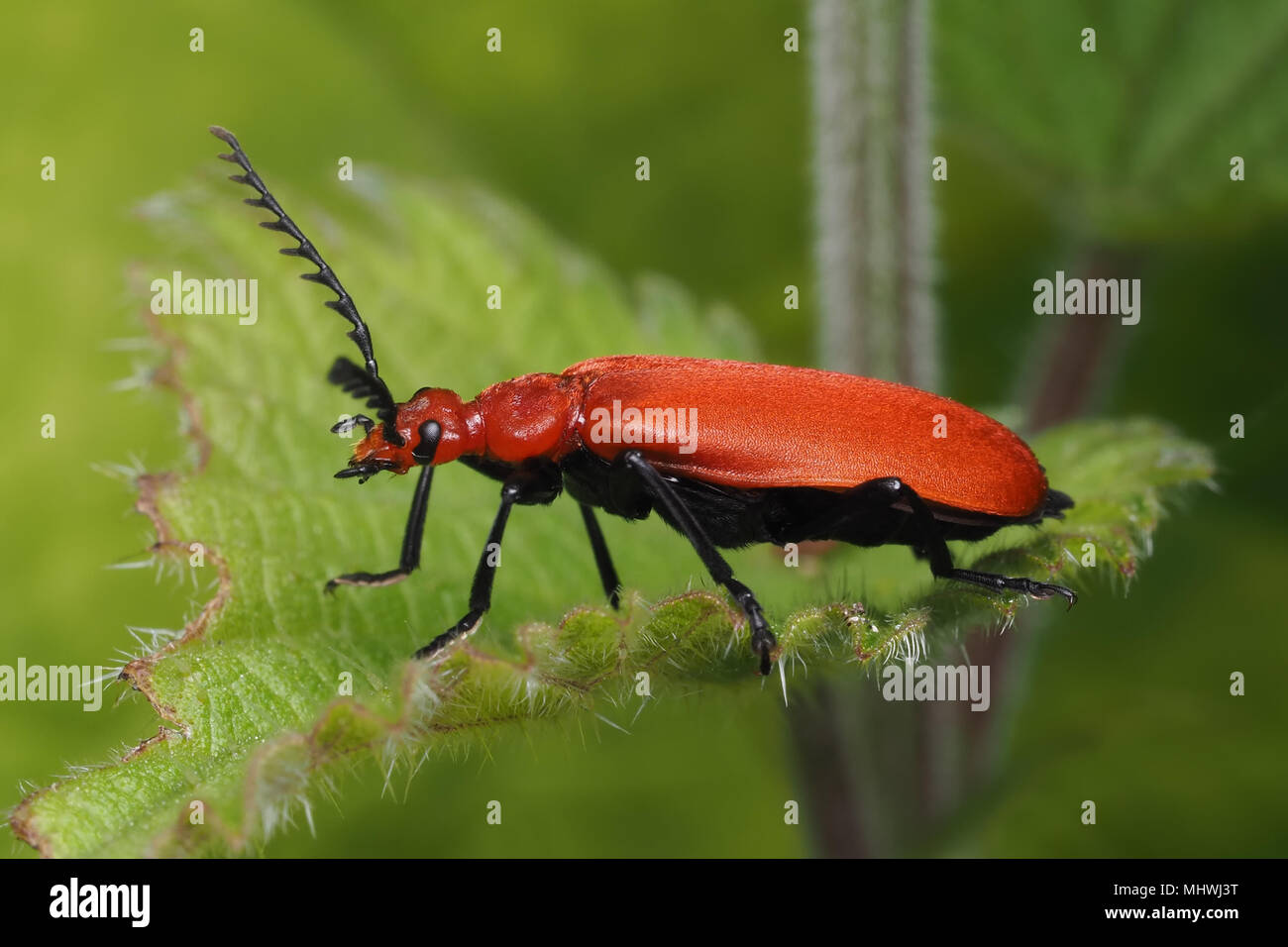 Red Headed Cardinal Beetle (Pyrochroa serraticornis) resting on nettle. Tipperary, Ireland Stock Photo