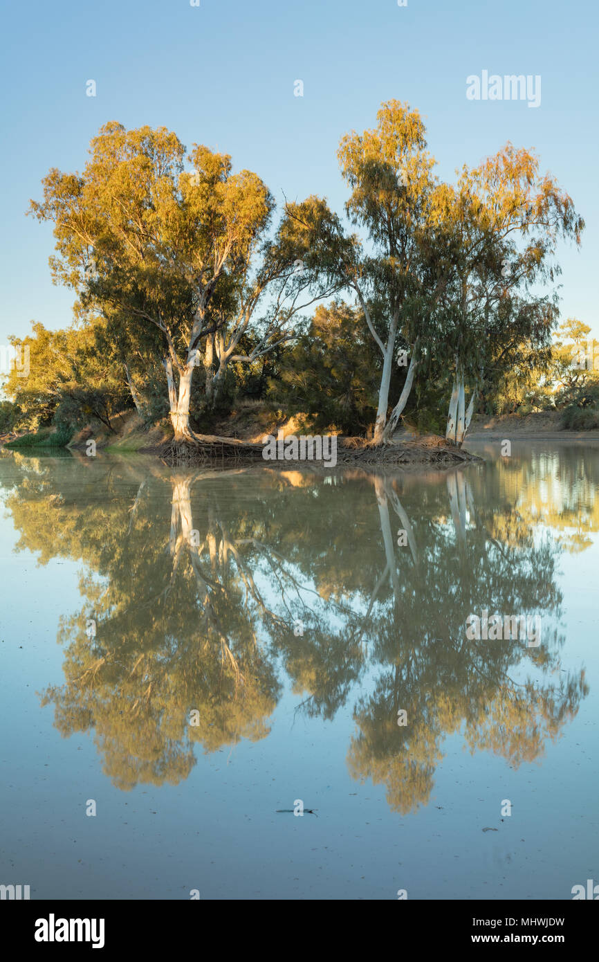 Early morning light on river red gum trees (Eucalyptus camaldulensis) on the Thomson River at Jundah in outback central Queensland. Stock Photo
