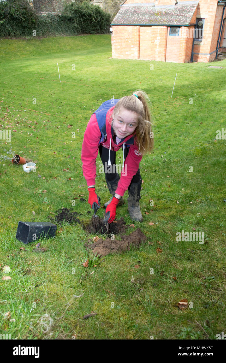 Teenage girl planting Buddleia in new Community Wildlife Garden Mickleton UK Stock Photo