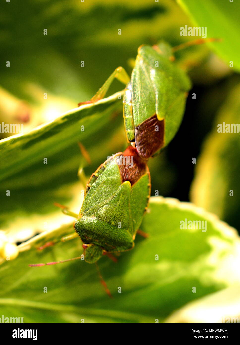 Green Shield Bugs Stock Photo