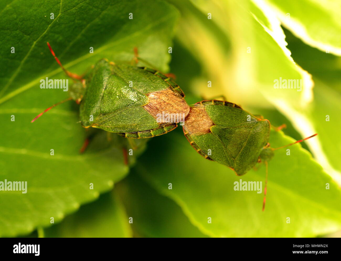 Green Shield Bugs mating Stock Photo