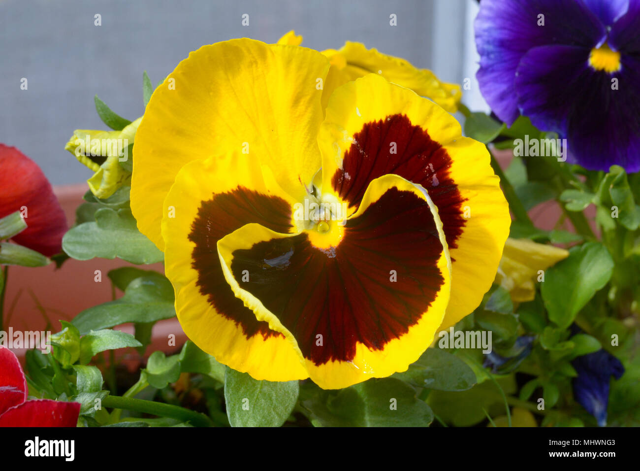 Viola Rebecca Pansy flowers Stock Photo
