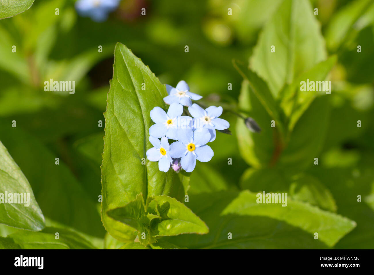 Myosotis sylvatica - forget me not flowers Stock Photo