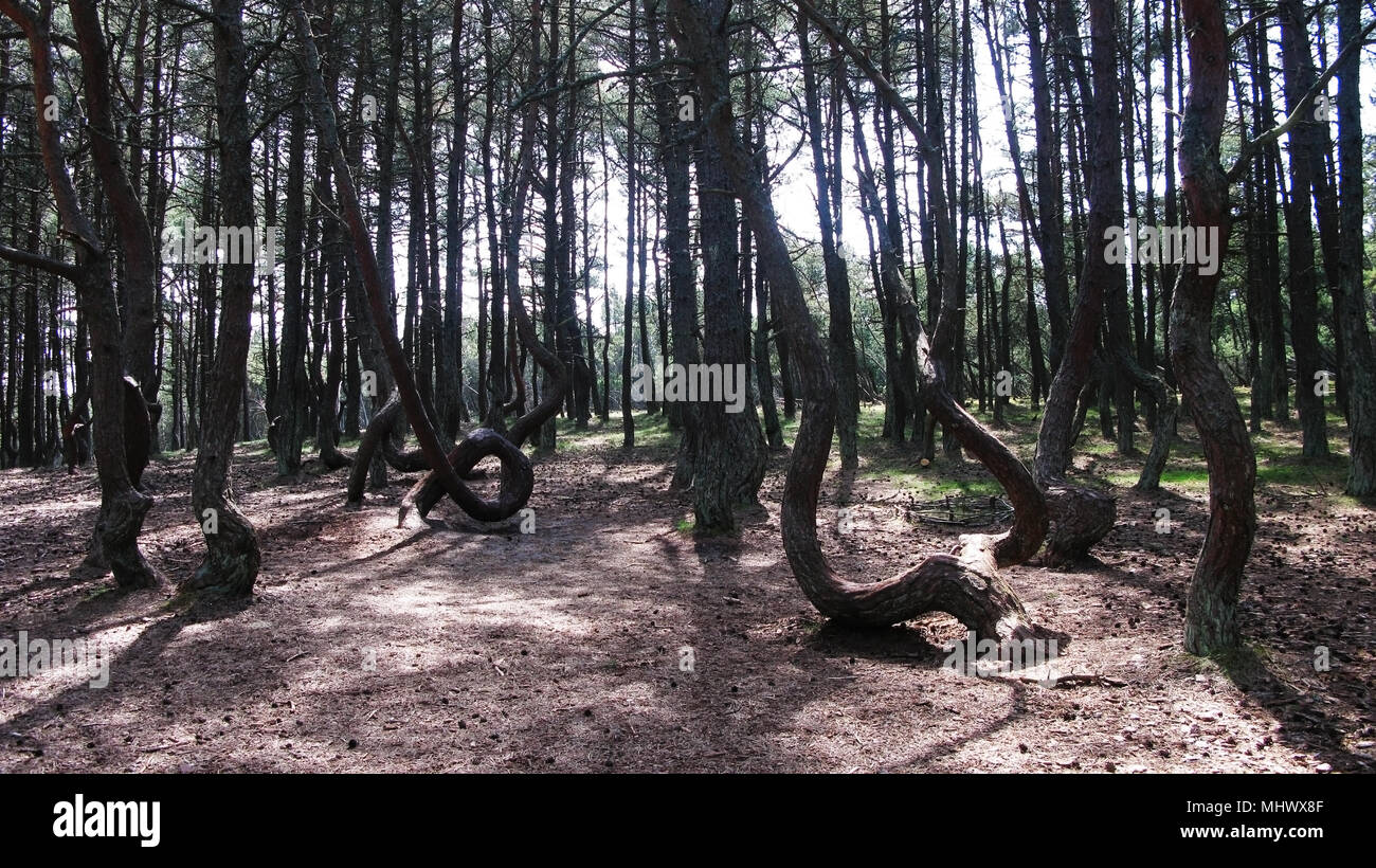 Dancing forest Dancing forest