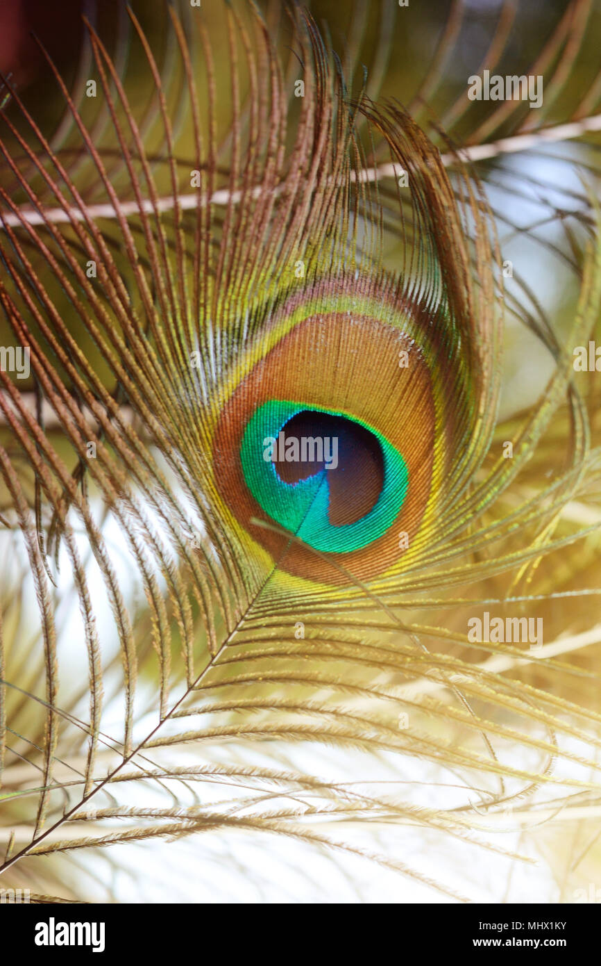 Peacock feather art hi-res stock photography and images - Alamy