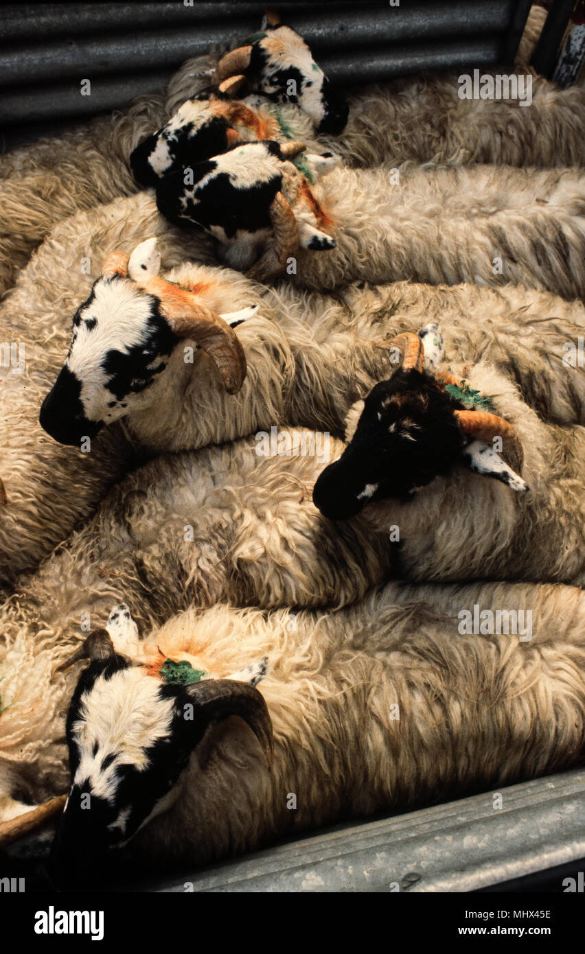 Ulverston Livestock Market, Ulverston, Cumbria, England, UK. 1983 Stock