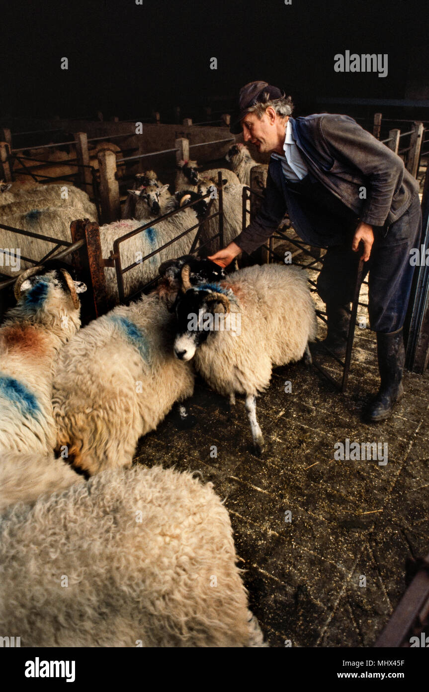 Ulverston Livestock Market, Ulverston, Cumbria, England, UK. 1983 Stock