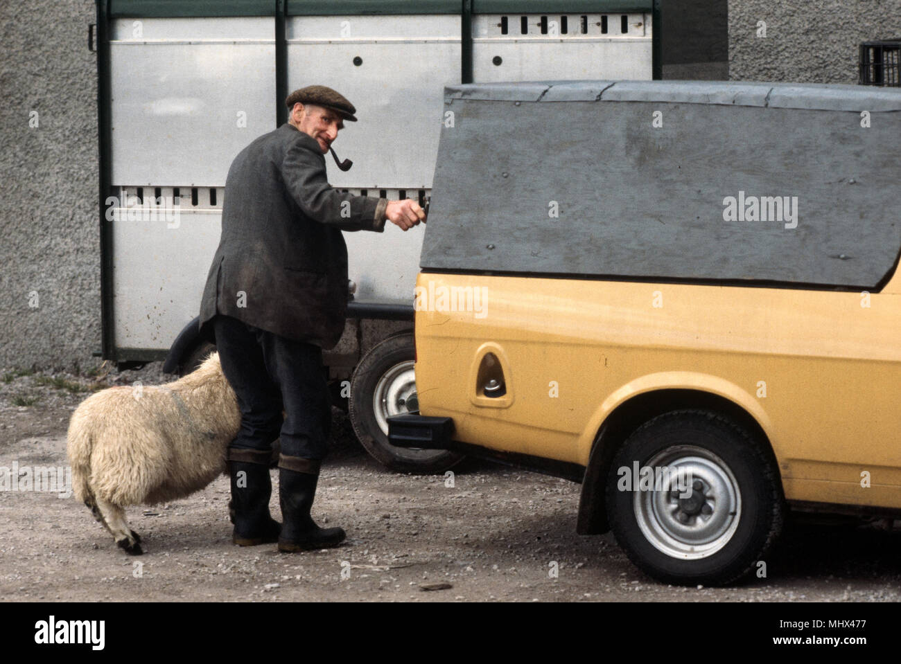 Ulverston Livestock Market, Ulverston, Cumbria, England, UK. 1983 Stock