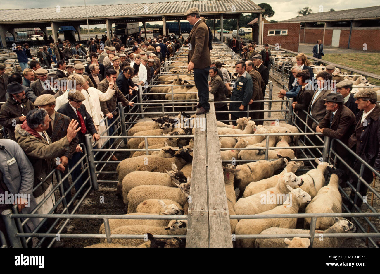 Oswestry Livestock Market, Shropshire on the English and Welsh borders