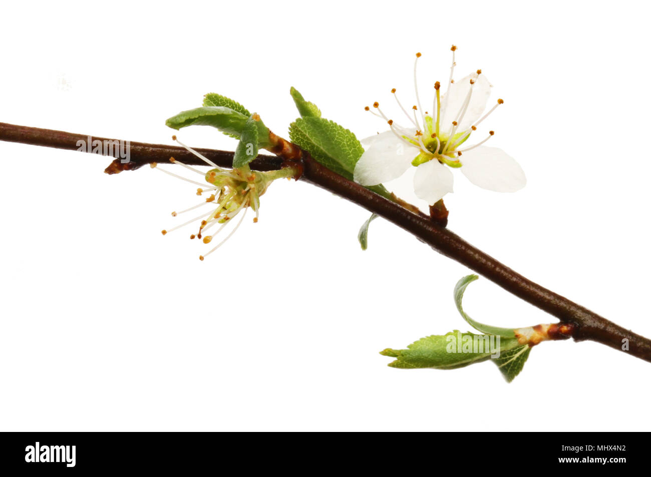 Closeup of blackthorn flowers and new leaf shoots Stock Photo
