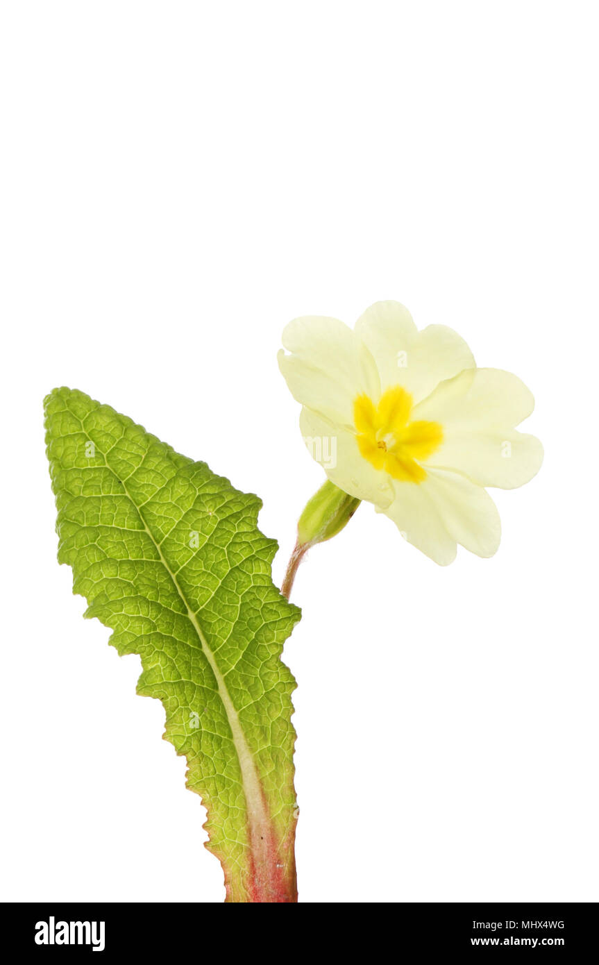 Pale yellow primrose flower and leaf isolated against white Stock Photo