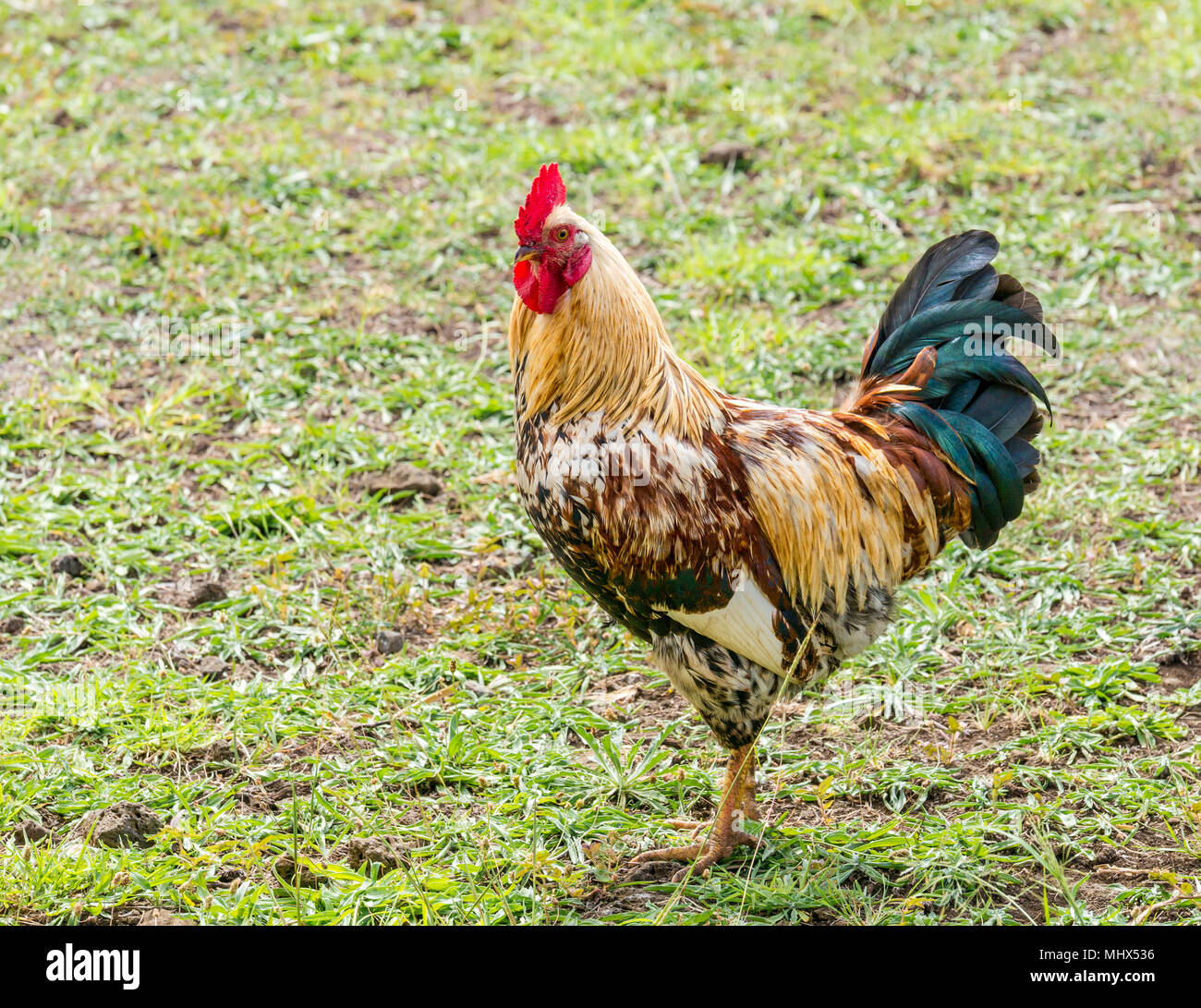 Domestic farmyard chicken. Male chicken, rooster, cockerel or cock with