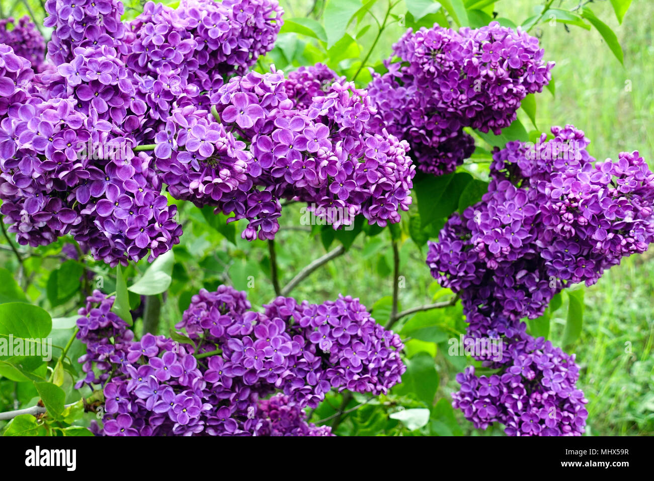 Syringa vulgaris Charles Joly, Lilac richness of flowers Stock Photo Alamy