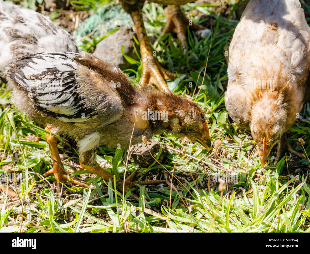 Domestic farmyard chicken, Easter Island, Chile. Close up of young chicks feeding in grass Stock Photo