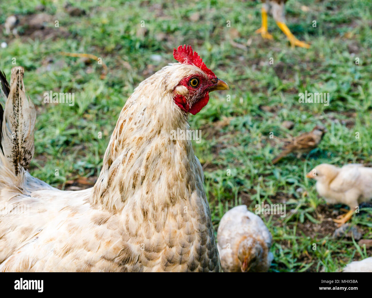 Domestic farmyard chickens, Easter Island, Chile. Close up of female chicken with chicks Stock Photo