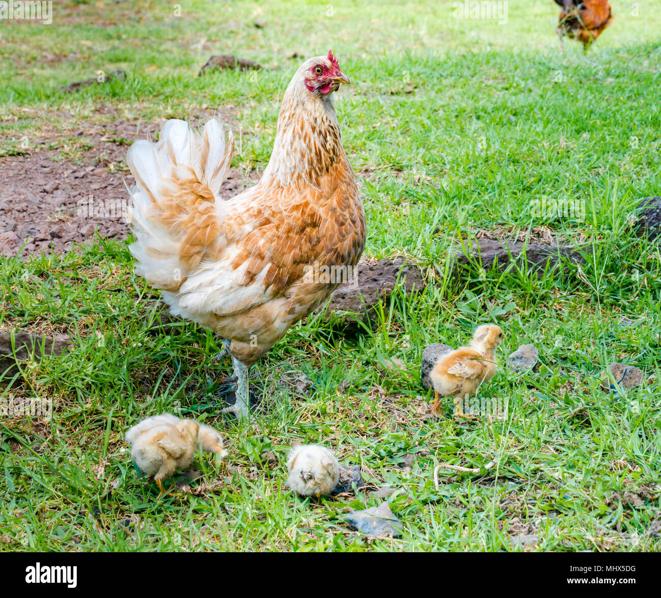 Domestic farmyard chickens, Easter Island, Chile. Female chicken with chicks feeding on the ground Stock Photo