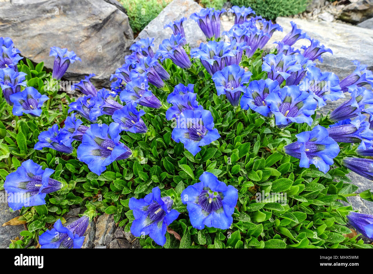 Blue stemless, Gentiana acaulis ' Frohnleiten ' in a rock garden Stock Photo