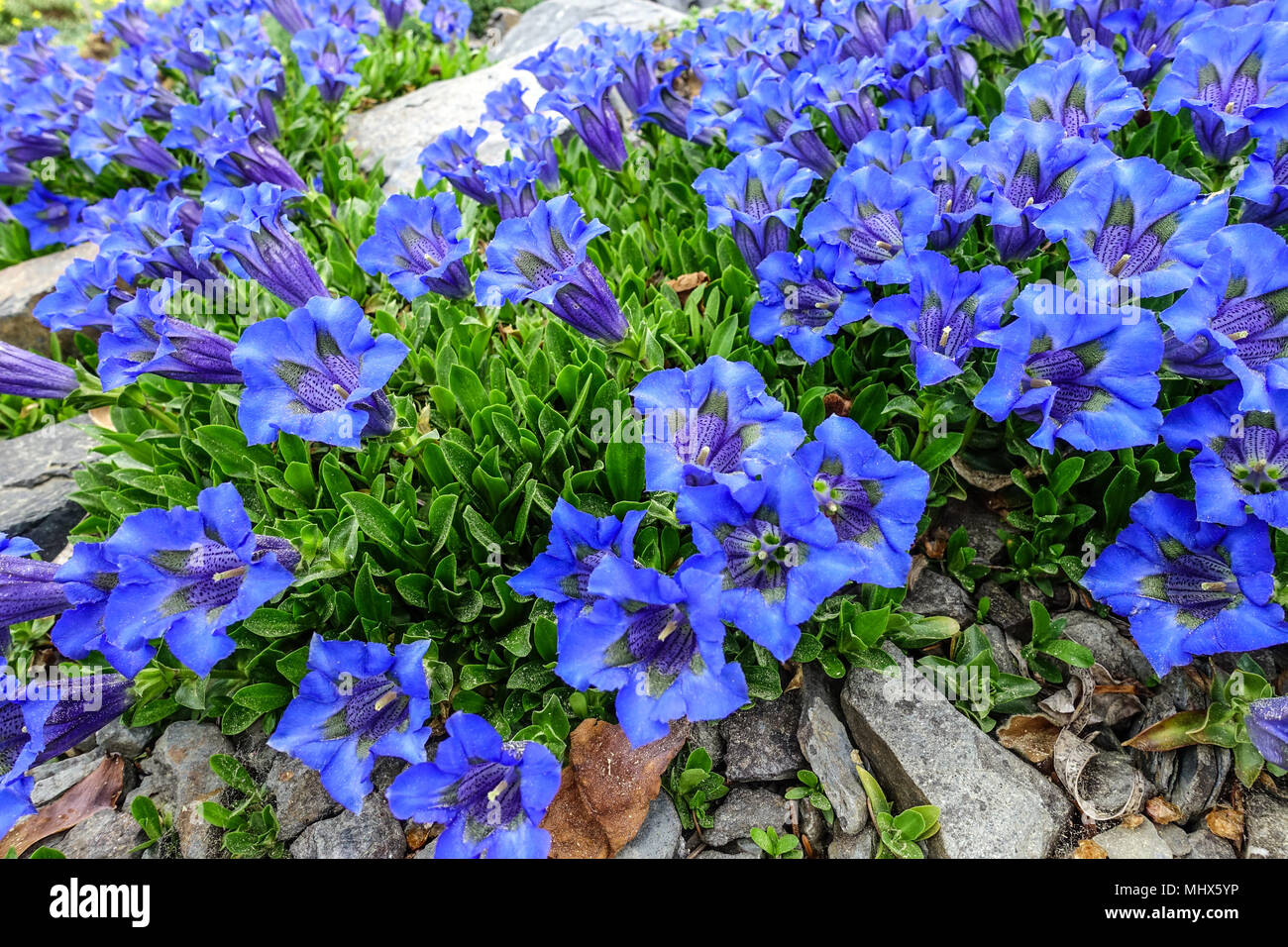 Gentiana acaulis " Frohnleiten " Blue stemless garden Stock Photo