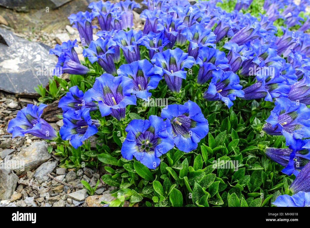 Gentiana acaulis " Frohnleiten " blue flowers gentian Stock Photo