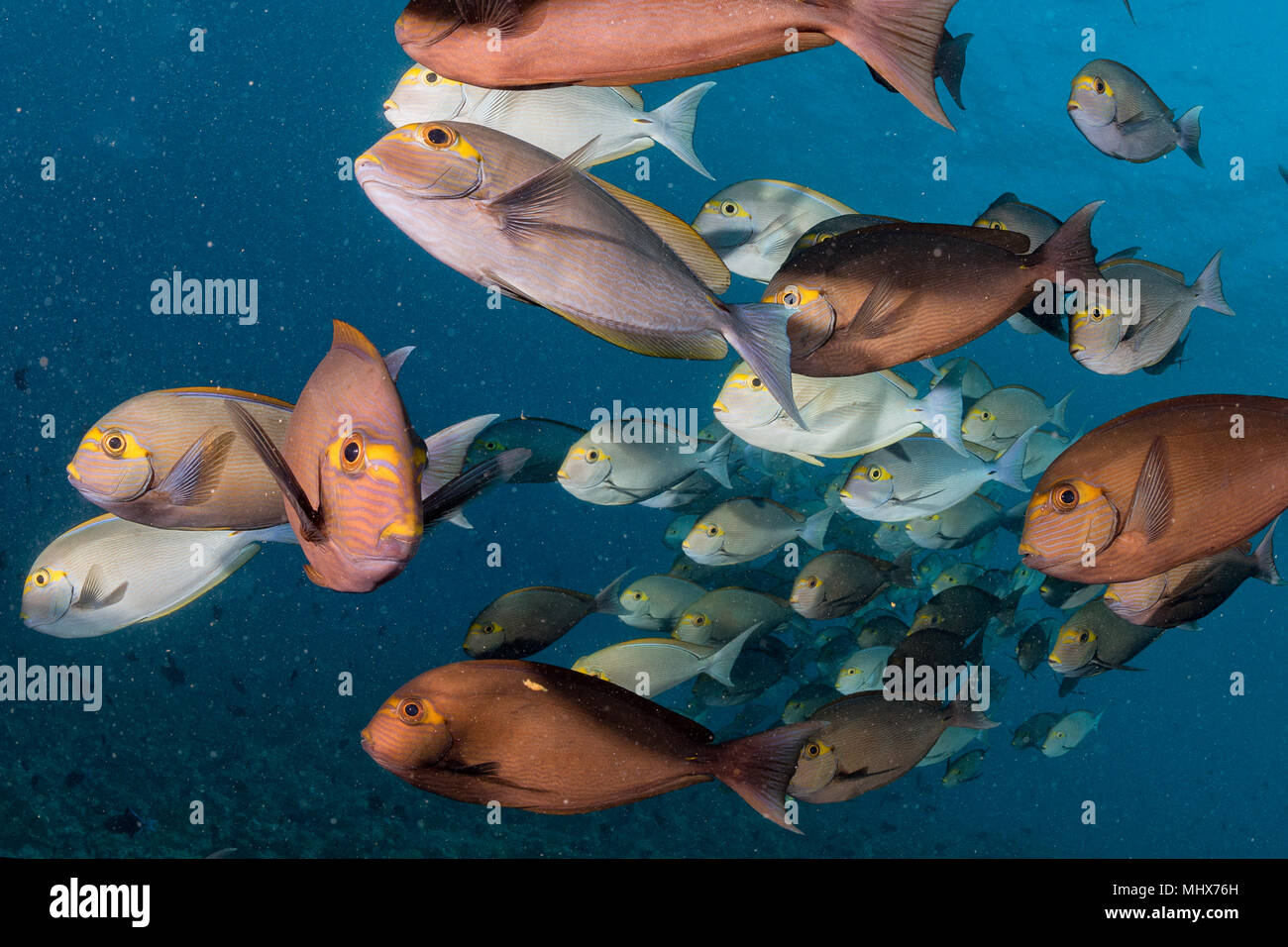 Shark surgeon hi-res stock photography and images - Alamy
