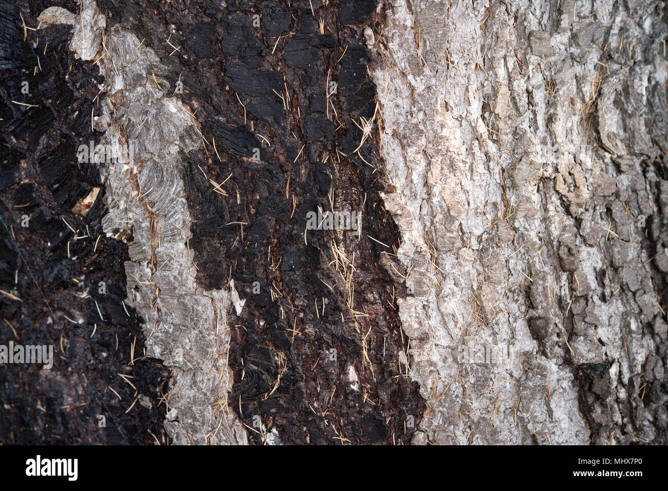 natural pine bark texture background Stock Photo - Alamy