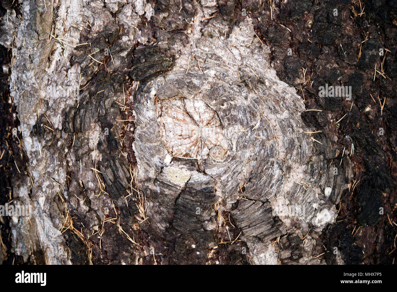natural pine bark texture background Stock Photo - Alamy
