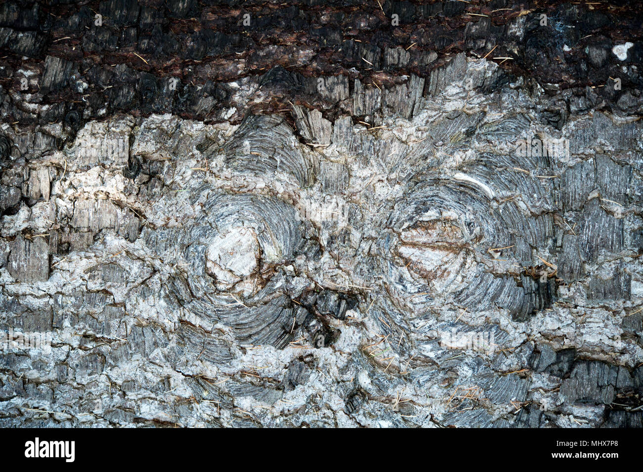 natural pine bark texture background Stock Photo - Alamy