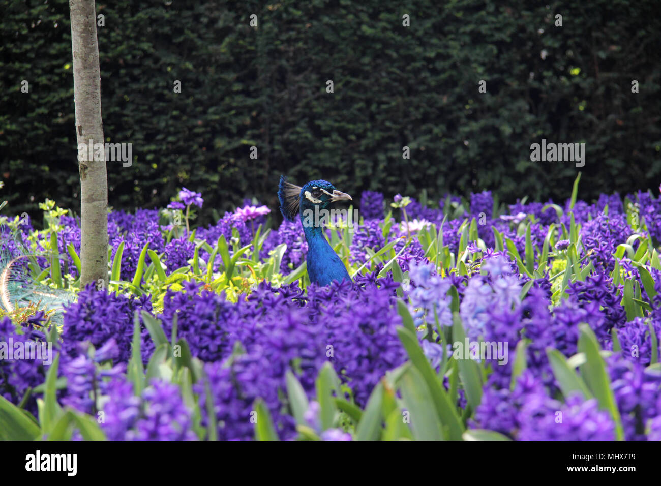 Brilliant Blue Peacock resting in a purple flower bed, Male Indian Peacock Stock Photo