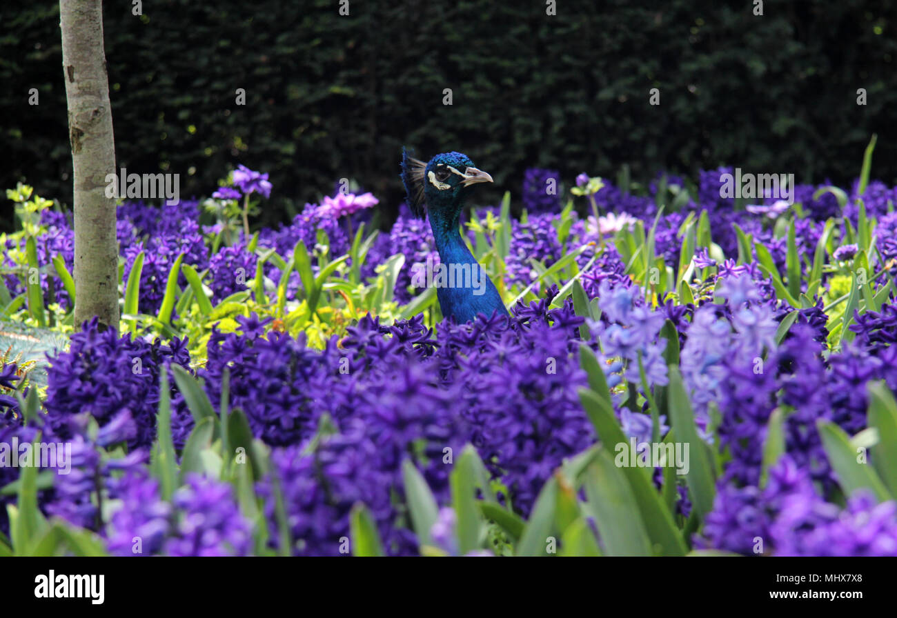Purple indian flowers hi-res stock photography and images - Alamy