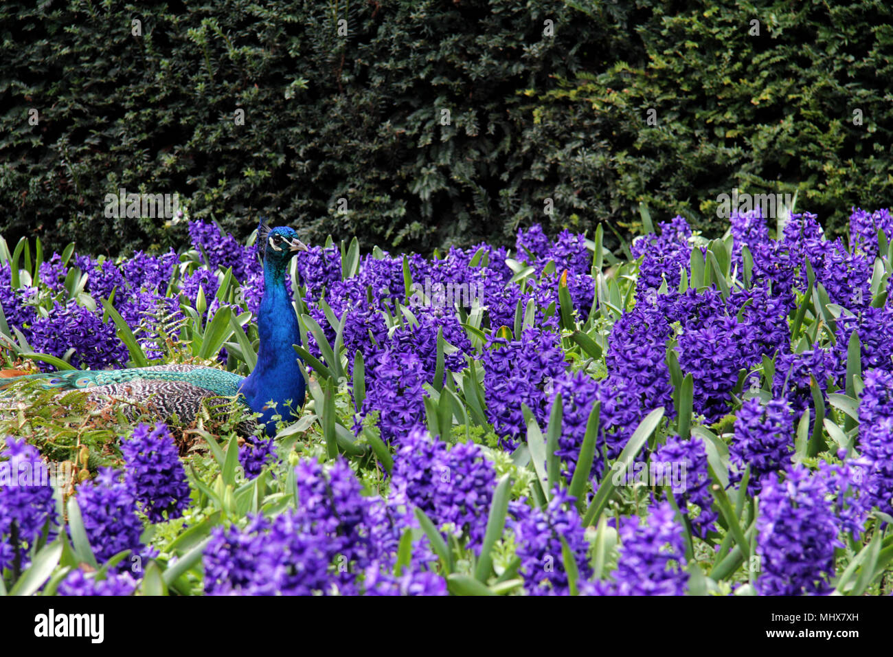 Brilliant Blue Peacock resting in a purple flower bed, Male Indian Peacock Stock Photo
