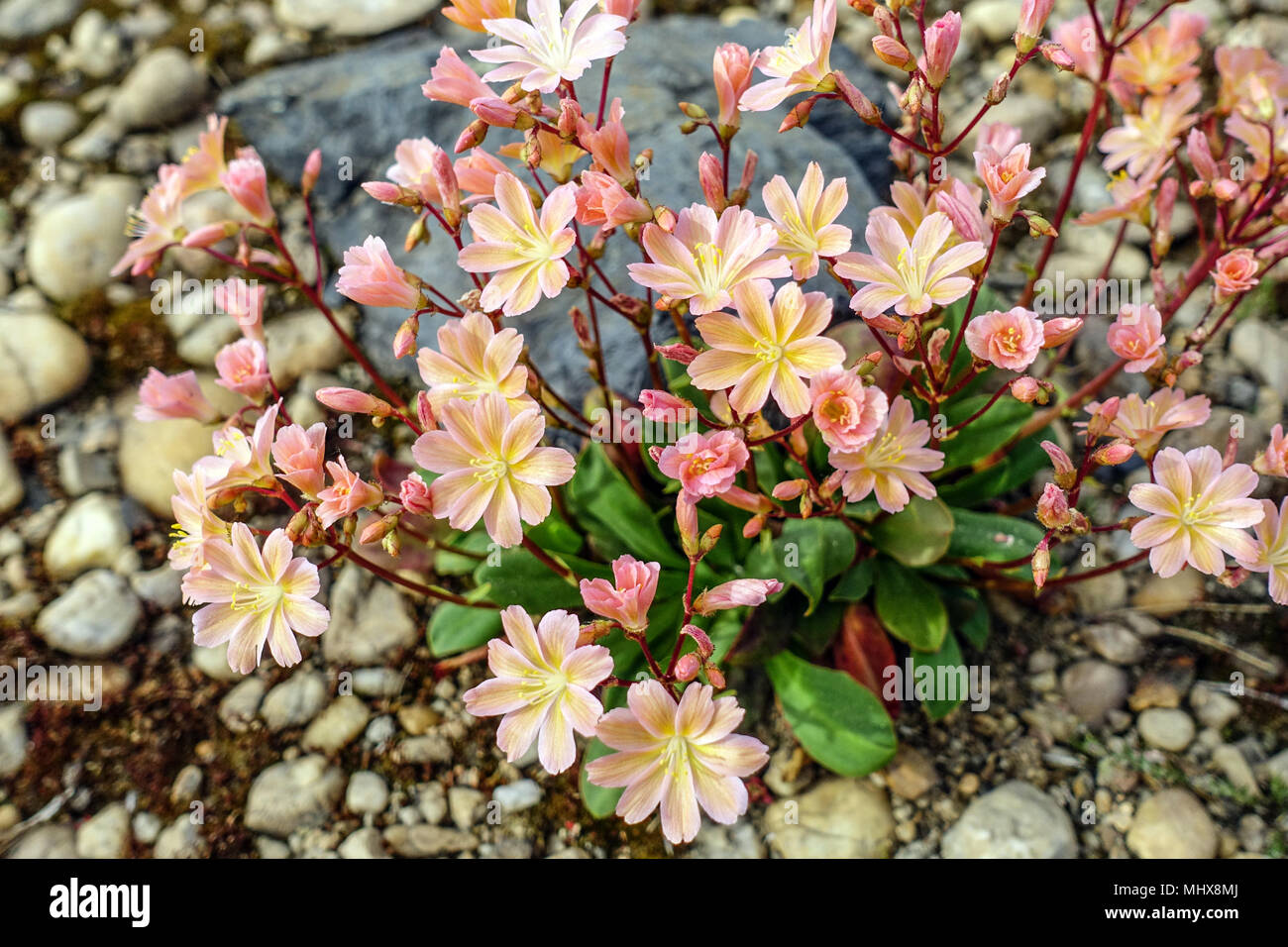 Lewisia cotyledon in a rock garden alpine plants rockery Stock Photo